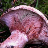 Crveni đumbir: kako kiseliti, fotografija i opis